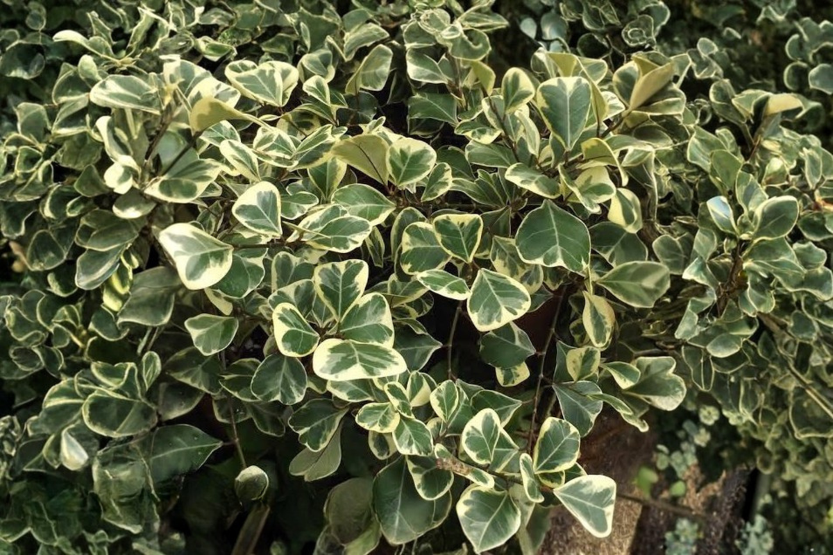 Triangle Ficus (Ficus triangularis) – 2 Live Plants in 2-Inch Pots