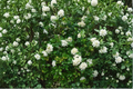 Orange Jasmine Tree (Murraya paniculata) - Air Layered 2-3ft, Fragrant White Flowers