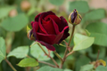 English Red and Purple Rose Seeds - 20 Seed Pack for Outdoor Planting