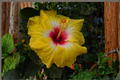 Evangeline Tropical Hibiscus Live Plant - 4-Inch Pot | Hibiscus rosa-sinensis