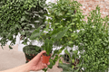 Alocasia Frydek Green Velvet Live Starter Plants (2) - Bare Root