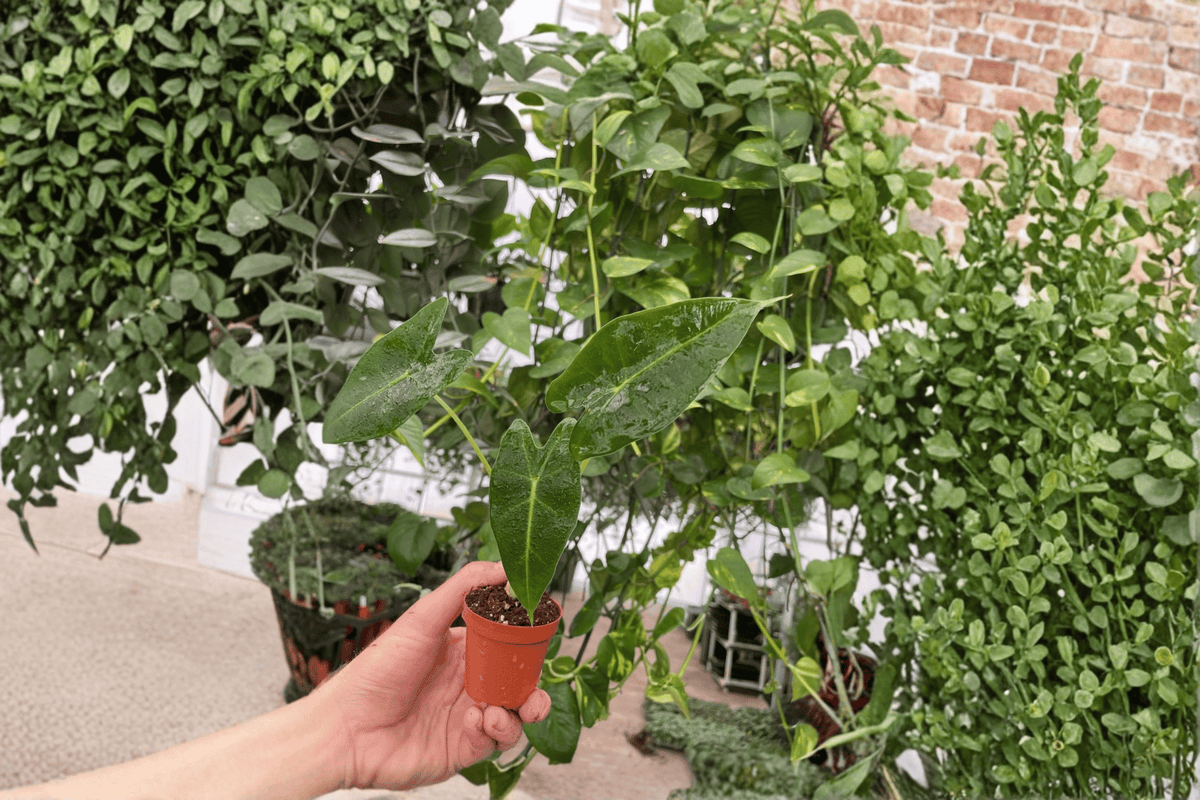 Alocasia Frydek Green Velvet Live Starter Plants (2) - Bare Root