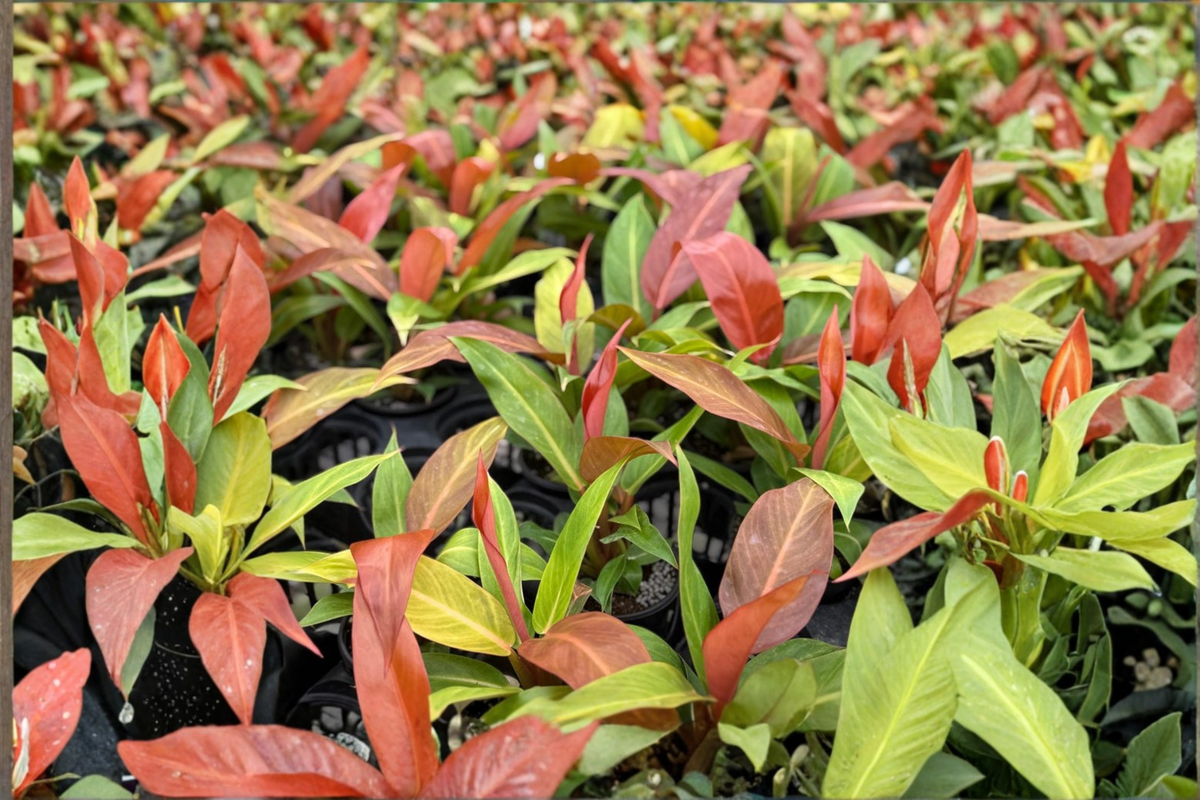 Philodendron Red Sun Live Plant – 3–4 Inch Pot, Rare Tropical Foliage