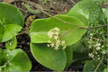 Hoya merrillii Live Plant in 4-Inch Pot | Established Wax Plant