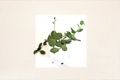 String of Nickels Xerosicyos danguyi Starter Plant – Silver Dollar Vine, Trailing Succulent