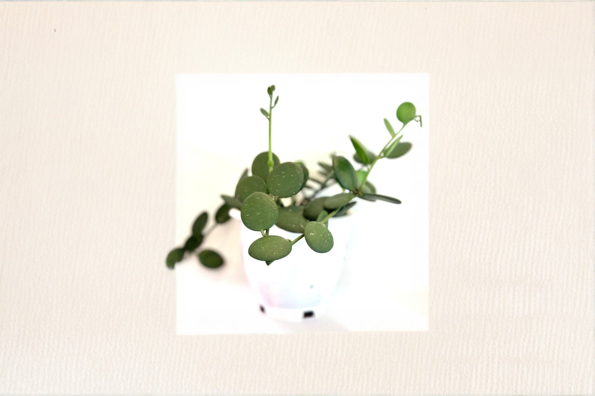 String of Nickels Xerosicyos danguyi Starter Plant – Silver Dollar Vine, Trailing Succulent
