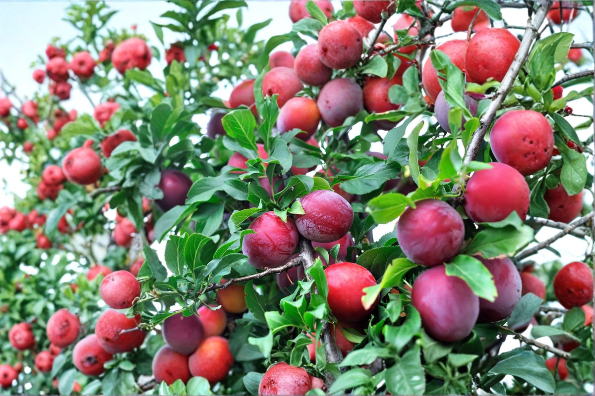 AU Rubrum Plum Tree 4–6 ft Live Plant | Prunus salicina Hybrid