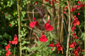 Red Salvia greggii (Autumn Sage) - Fully Rooted Live Plant in 1-Quart Pot