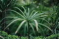Umbrella Palm Cyperus alternifolius - Live Tropical Aquatic Marginal Plant for Ponds