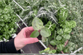 Geogenanthus poeppigii Live Starter Plants – Bare Root (2 Pack)