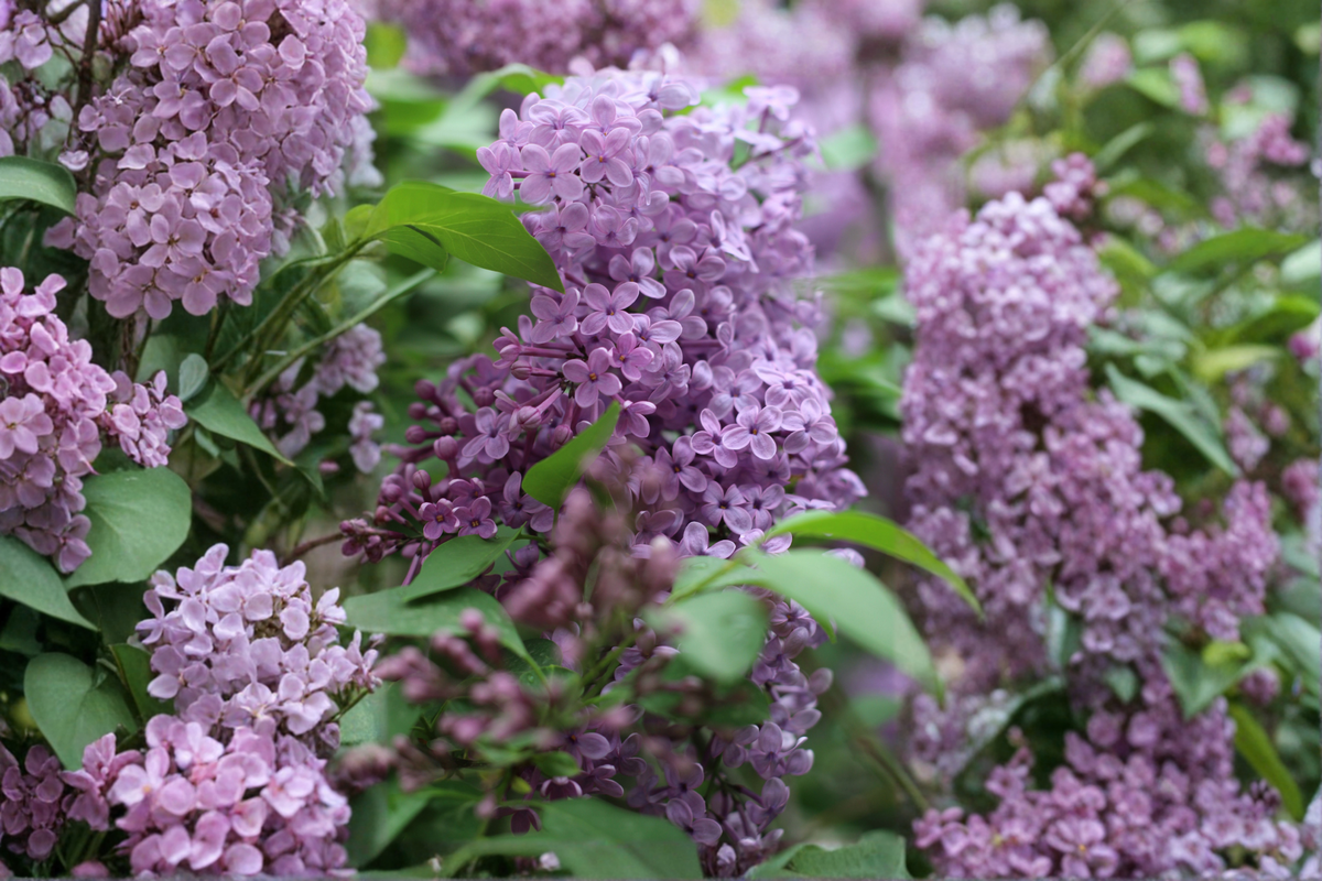 Common Lilac Live Plant – Syringa vulgaris, 6–12" Tall in 4" Pot