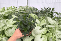 Goldfish Plant Tropicana Nematanthus ‘Tropicana’ – 2 Live Plants, 4-Inch Pots
