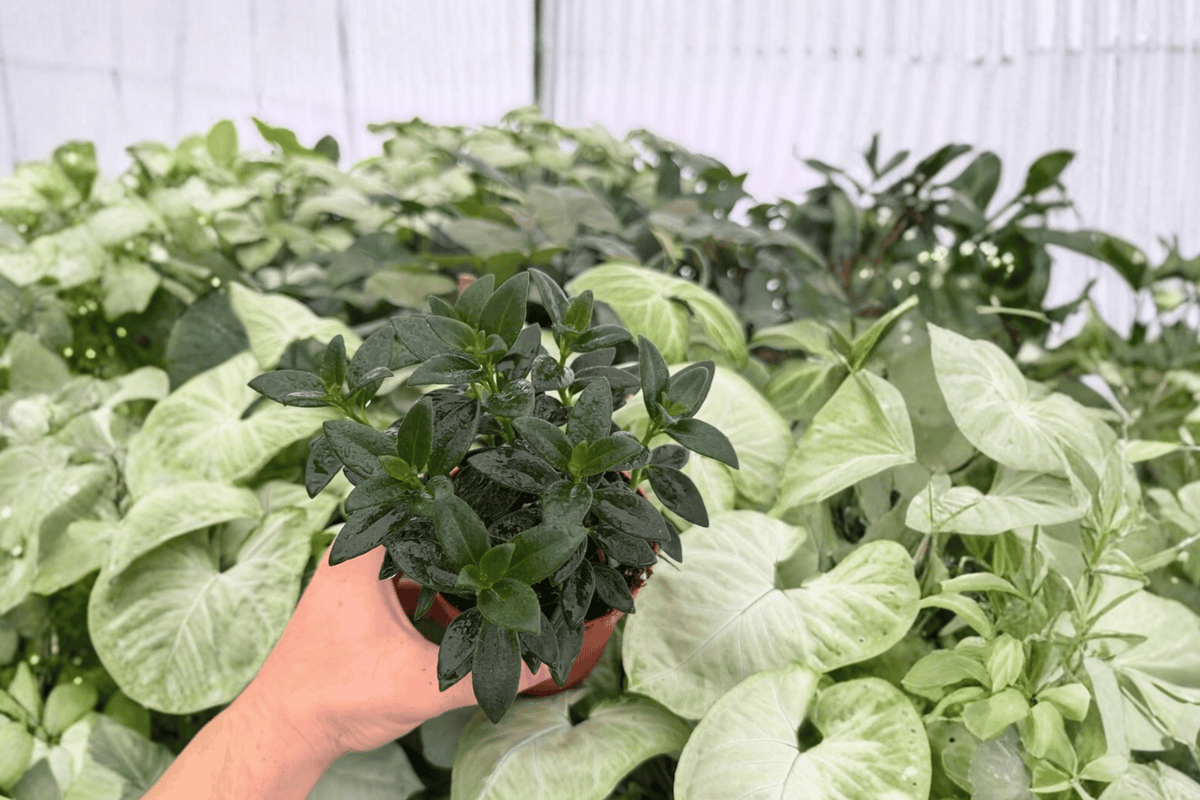 Goldfish Plant Tropicana Nematanthus ‘Tropicana’ – 2 Live Plants, 4-Inch Pots