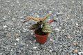 Calathea White Star Live Plant - 4 In Rooted Calathea Majestica ‘White Star’