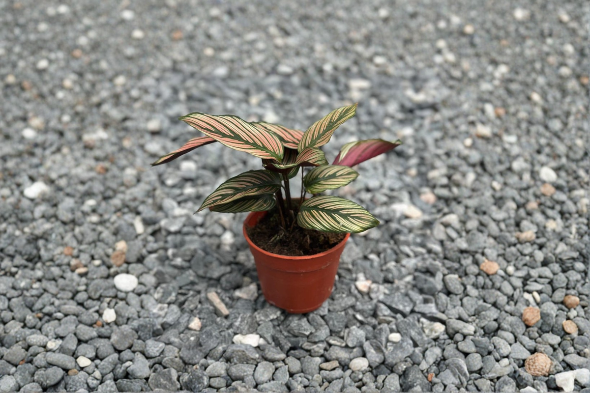 Calathea White Star Live Plant - 4 In Rooted Calathea Majestica ‘White Star’