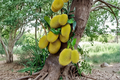 Golden Nugget Jackfruit Tree - Grafted Live Plant 2-3ft Tall