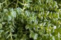Himalayan Skies Sedum Live Plant in 2-Inch Pot | Sedum dasyphyllum