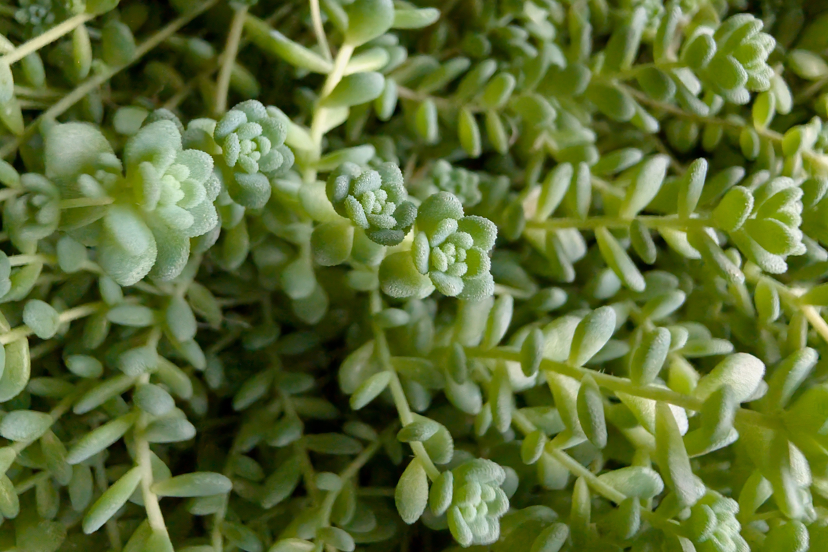 Himalayan Skies Sedum Live Plant in 2-Inch Pot | Sedum dasyphyllum