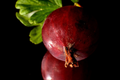 Hinnomaki Red Gooseberry Live Rooted Starter Plant | Ribes uva-crispa 'Hinnomaki Red' (1)</