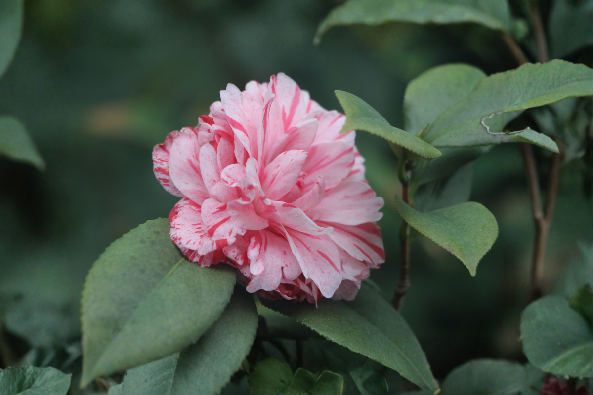 Les Marbury Camellia Japonica Starter Plant | Evergreen Flowering Shrub