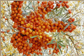 Orange Energy Sea Berry Hippo rhamnoides - 1 Gallon Potted Live Shrub