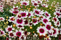 Coreopsis Ice Wine Live Starter Plant - 1 Plant in 2.5" x 3.5" Pot, Cream Yellow Blooms