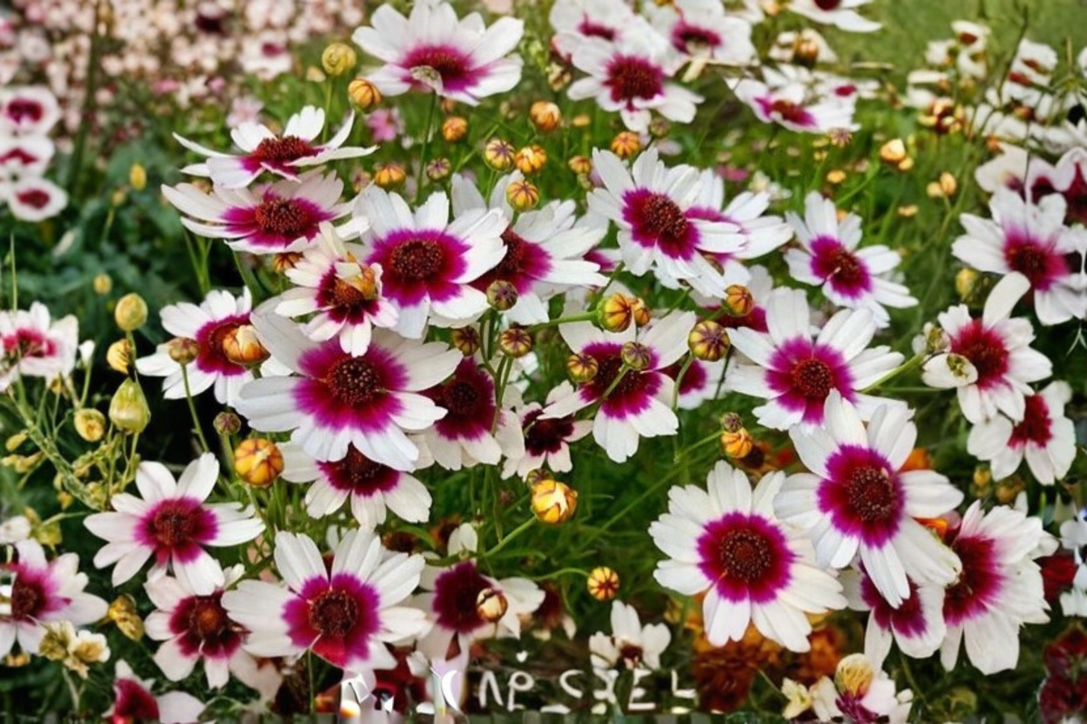Coreopsis Ice Wine Live Starter Plant - 1 Plant in 2.5" x 3.5" Pot, Cream Yellow Blooms