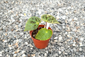 Begonia Ferox Live Plant - Fully Rooted Spiked Foliage Tropical Houseplant
