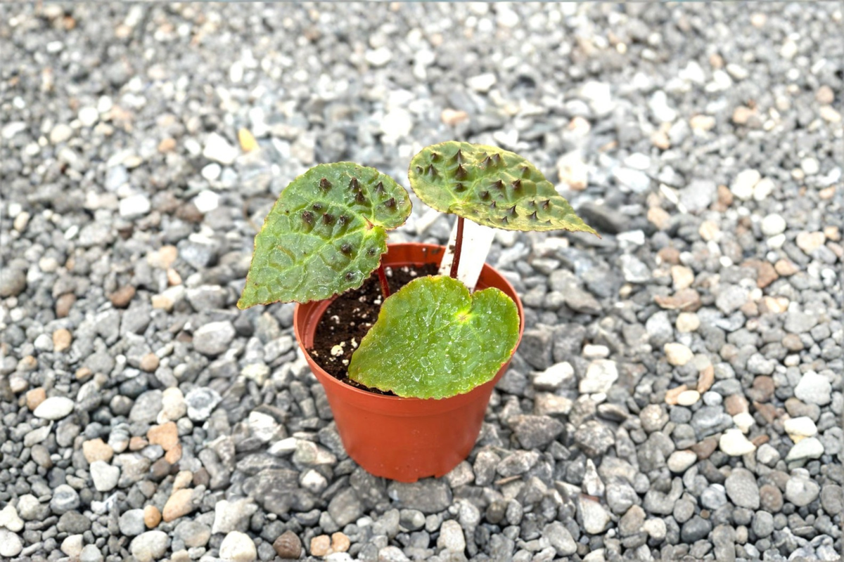 Begonia Ferox Live Plant - Fully Rooted Spiked Foliage Tropical Houseplant
