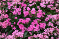 Paint the Town Fancy® Dianthus Live Plants – Set of 2 (Dianthus hybrid) - Bright Pink, Full Sun