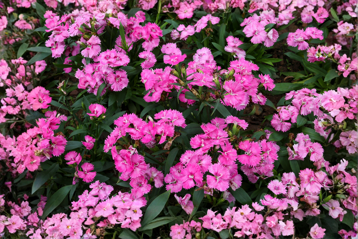 Paint the Town Fancy® Dianthus Live Plants – Set of 2 (Dianthus hybrid) - Bright Pink, Full Sun