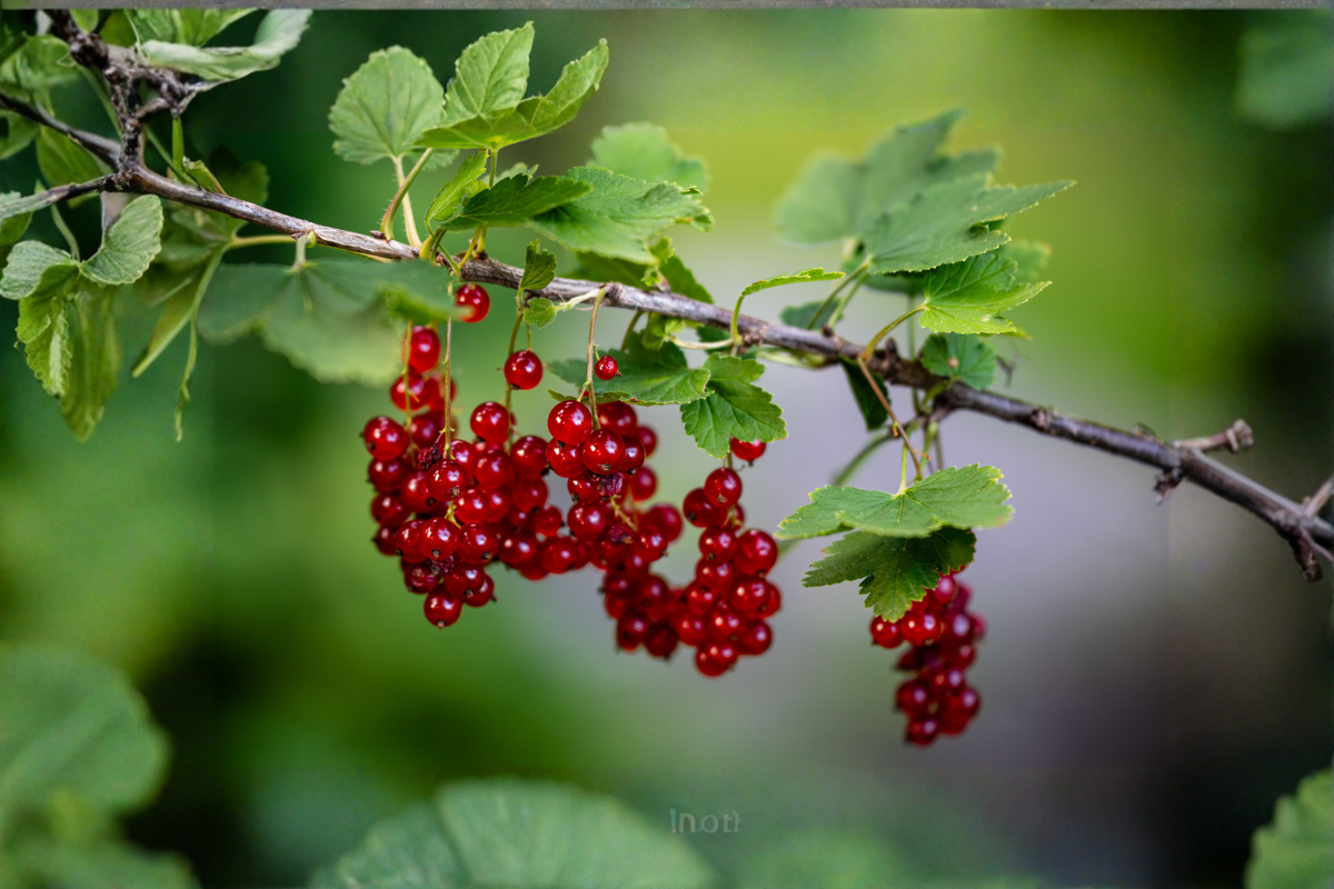 Red Currant Live Starter Plants (2-Pack) – Ribes rubrum, 12–16+ Inches