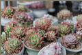 Sedeveria 'Dark Elf' Rooted Live Succulent in 2.5-Inch Pot