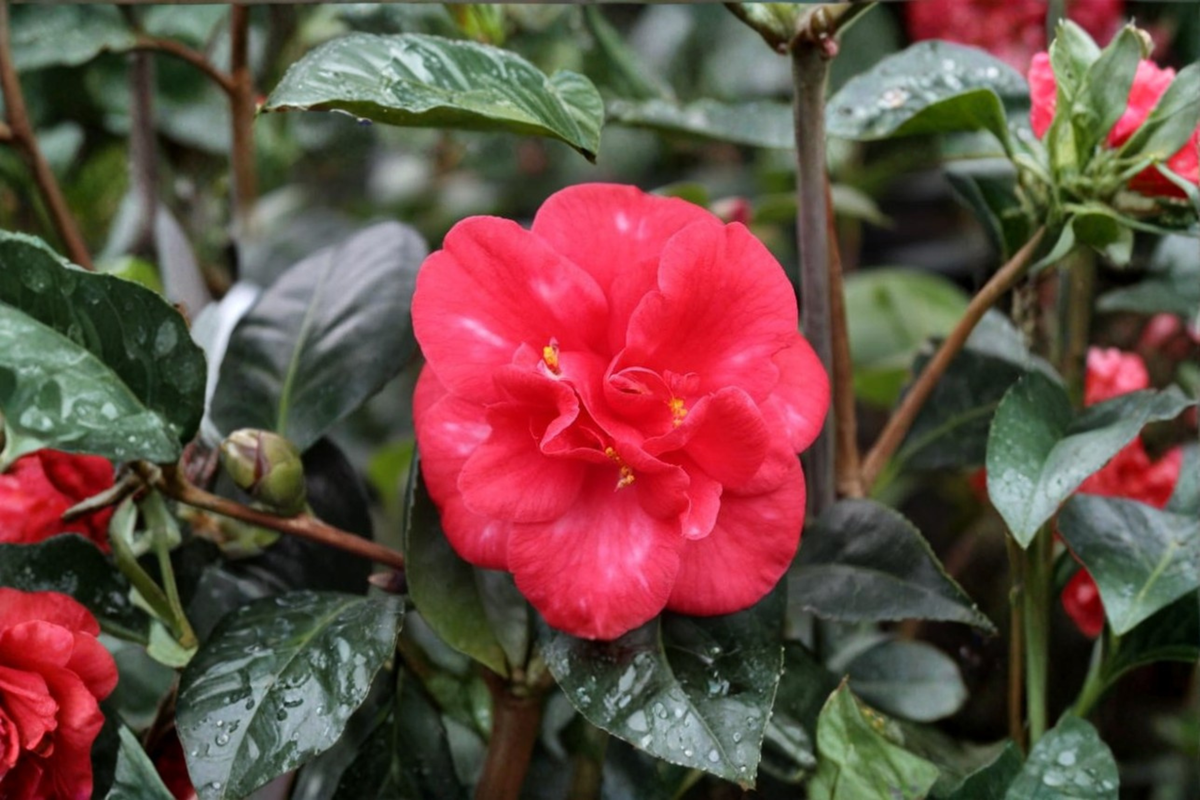 Japanese Camellia Nagasaki 3 Gallon - Camellia japonica Red Blooms Evergreen Shrub