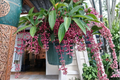 Florinilla Magic Medinilla Live Starter Plant – Well-Rooted Tropical Houseplant