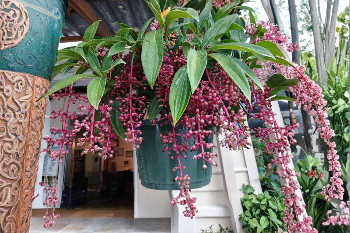 Florinilla Magic Medinilla Live Starter Plant – Well-Rooted Tropical Houseplant