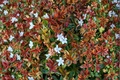 Kaleidoscope Abelia 3 Gal Live Plant Evergreen Shrub with Variegated Foliage