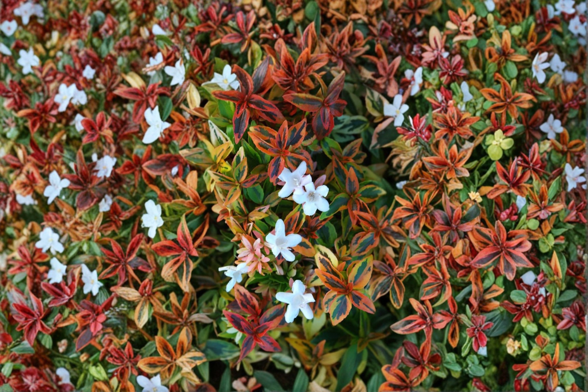 Kaleidoscope Abelia 3 Gal Live Plant Evergreen Shrub with Variegated Foliage