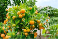 Dwarf Calamondin Orange Tree - One Gallon Pot, Live Citrus Plant with Flowers & Fruit