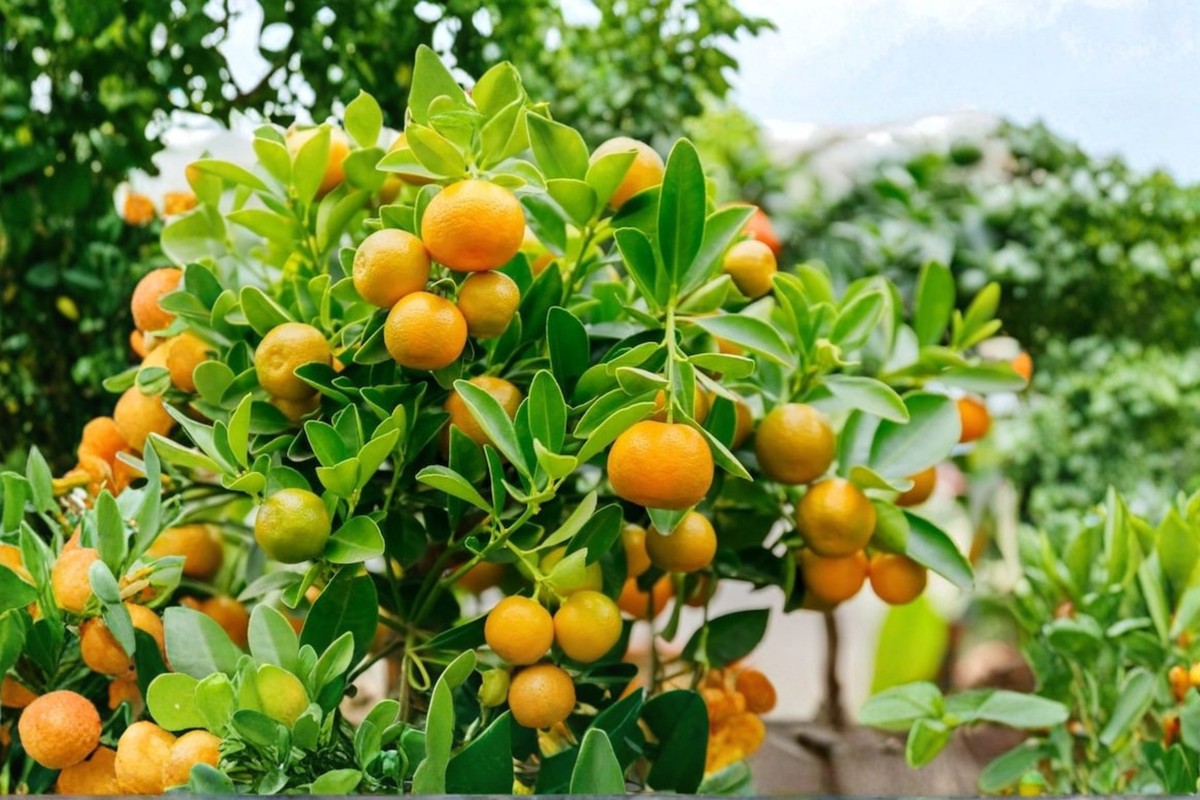 Dwarf Calamondin Orange Tree - One Gallon Pot, Live Citrus Plant with Flowers & Fruit