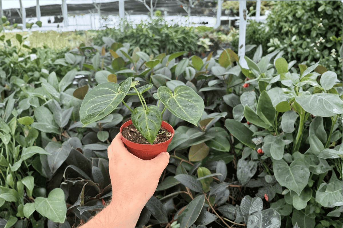 Anthurium Hulk x Velvet Moira - 2 Exact Live Plants in 4-Inch Pots