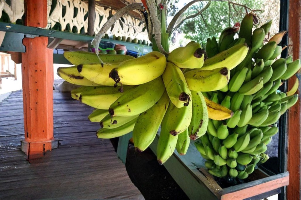 Manzano Apple Banana Live Starter Plant (Musa spp.)