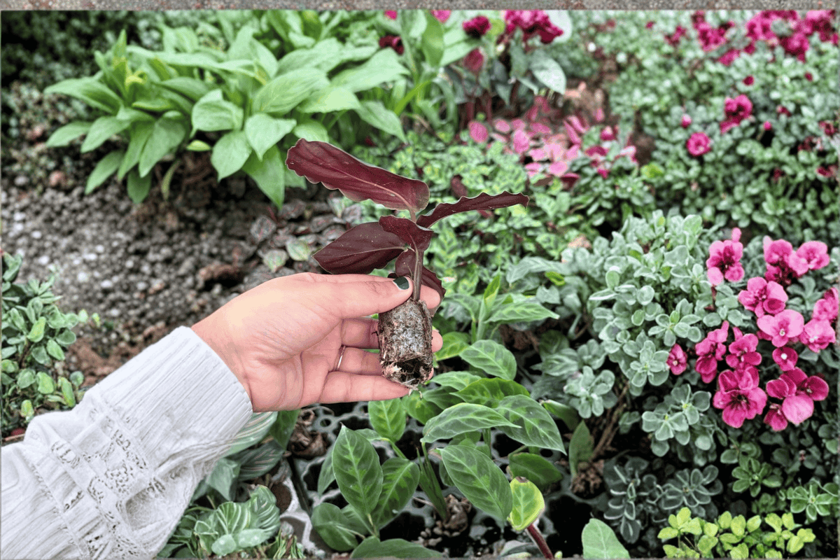 Calathea 'Northern Lights' Starter Plants (2) — Bare Root Live Plants