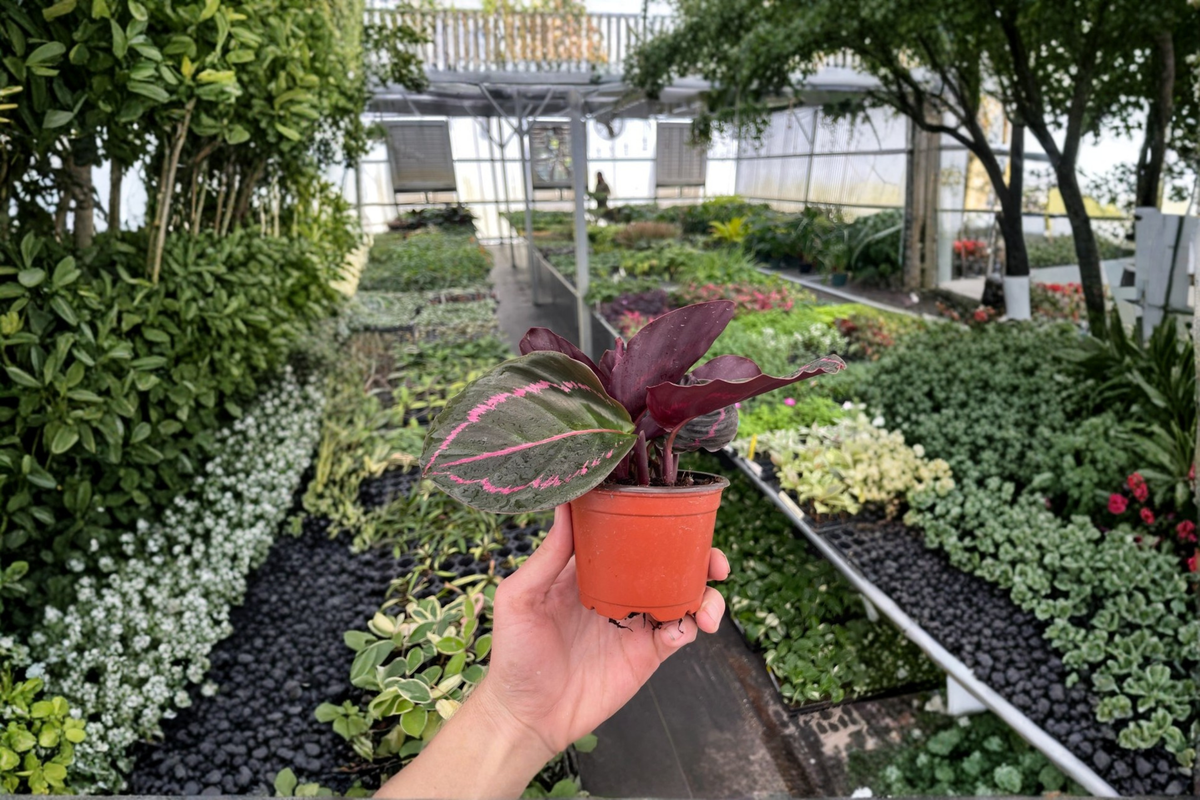 Calathea Northern Lights Starter Plants (2) – Bare Root with Soil Pod