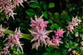Astilbe Color Flash Bare Root Starter Plant