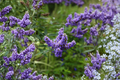 Vitex Chaste Tree Bare Root Plant 6–12" Tall | Vitex agnus-castus