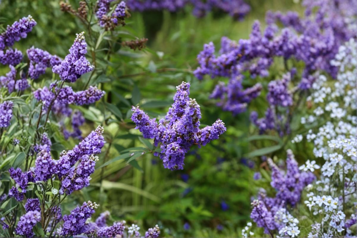 Vitex Chaste Tree Bare Root Plant 6–12" Tall | Vitex agnus-castus