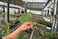 Alocasia macrorrhiza Live Starter Plants (2) Bare Root Giant Taro