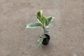 Ficus Tineke Variegated Rubber Plant - 2" Rooted Live Plant
