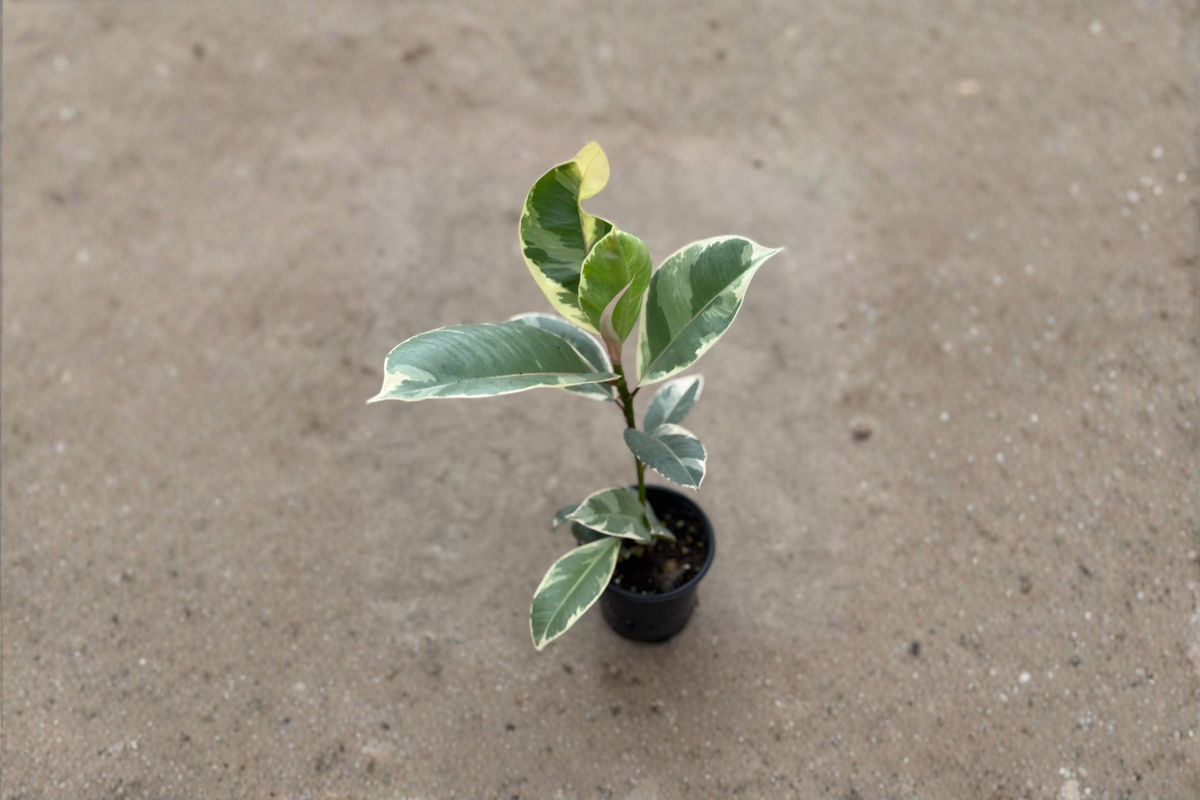 Ficus Tineke Variegated Rubber Plant - 2" Rooted Live Plant